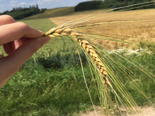 wheat